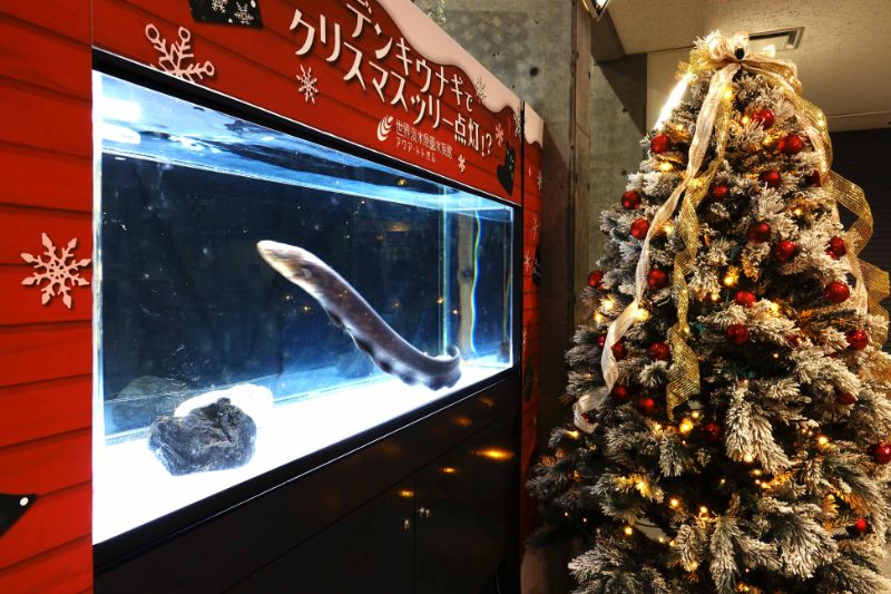 デンキウナギでツリー点灯！？
アクア・トトのクリスマス