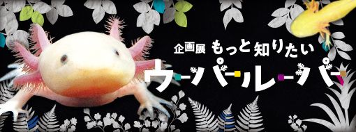 愛らしい姿に癒されて♡
【企画展】もっと知りたいウーパールーパー
